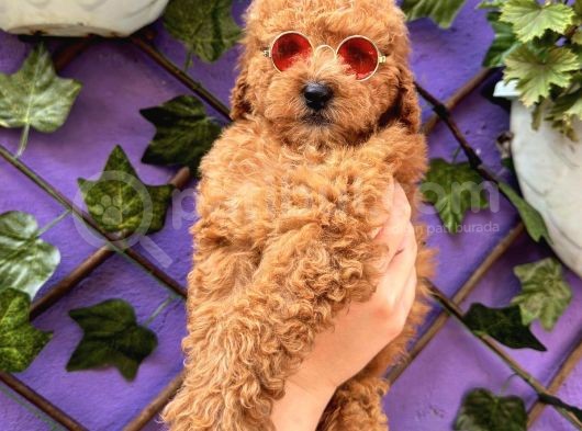 Güzellik Abidesi Toy Poodle görsel