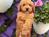 Güzellik Abidesi Toy Poodle