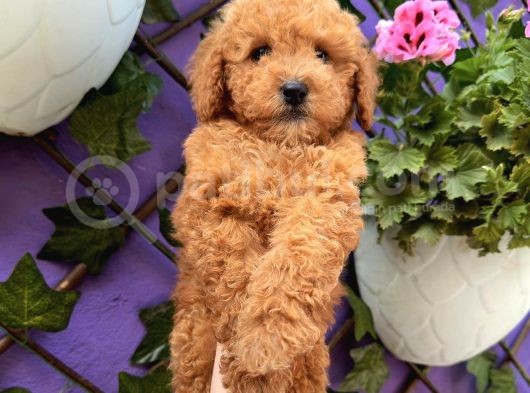 Güzellik Abidesi Toy Poodle görsel