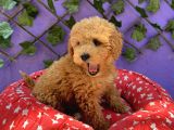 Güzellik abidesi toy poodle
