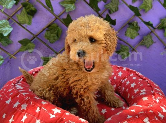 Güzellik Abidesi Toy Poodle