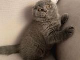 Sıfır kulak Scottish Fold bebeğimiz