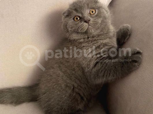 Sıfır Kulak Scottish Fold Bebeğimiz