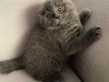 Sıfır Kulak Scottish Fold Bebeğimiz