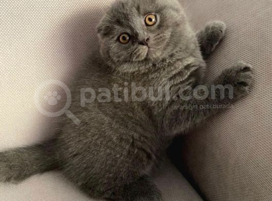 Sıfır Kulak Scottish Fold Bebeğimiz görsel