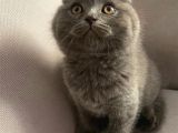 Sıfır Kulak Scottish Fold Bebeğimiz