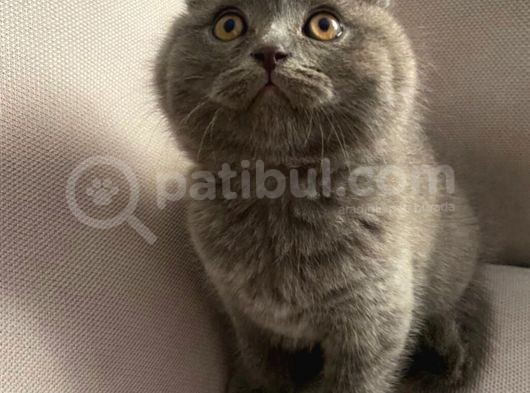Sıfır Kulak Scottish Fold Bebeğimiz görsel