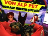 SAF IRK MUKEMMEL KALITEDE YORKSHIRE YAVRULAR VONALP PET GARANTISIYLE