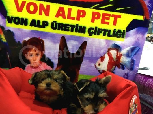 Saf Irk Mukemmel Kalitede Yorkshire Yavrular Vonalp Pet Garantisiyle