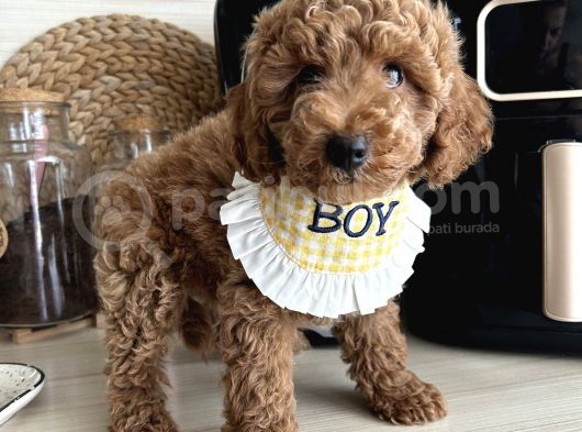 Evin Maskotu Olacak Poodle Yavrular Dişi Ve Erkek Vardır görsel