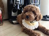 Ev Doğumu Poodle Bebişler