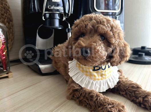 Ev Doğumu Poodle Bebişler görsel