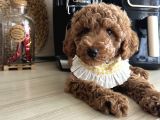Ev Doğumu Poodle Bebişler