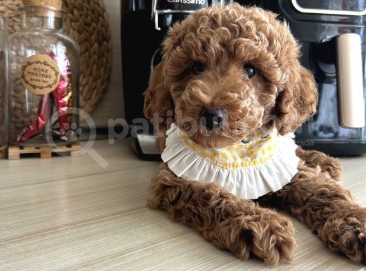 Ev Doğumu Poodle Bebişler görsel