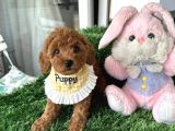 Ev Doğumu poodle bebişler