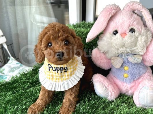 Ev Doğumu Poodle Bebişler