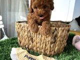 Ev Doğumu Poodle Bebişler