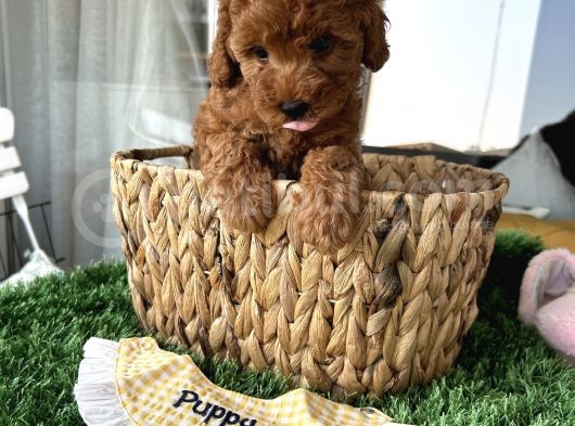 Ev Doğumu Poodle Bebişler görsel