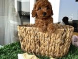 Ev Doğumu Poodle Bebişler