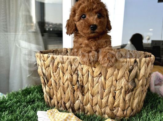Ev Doğumu Poodle Bebişler görsel