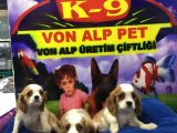 MUKEMMEL KALITEDE VONALP PET GARANTILI CAVALIER YAVRULAR