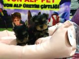 SAFKAN YORKSHIRE TERRIER YAVRULARI VONALP PET GARANTISIYLE