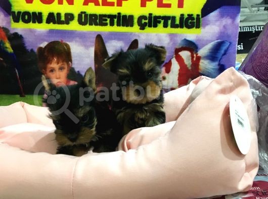 Safkan Yorkshire Terrier Yavrulari Vonalp Pet Garantisiyle