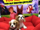 VONALP PET GUVENCESIYLE SAFLIK GARANTILI ORJINAL CAVALIER YAVRULAR
