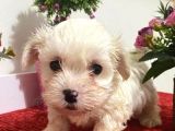 Sevimli Maltese Bebeklerimiz