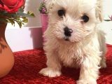 Sevimli Maltese Bebeklerimiz