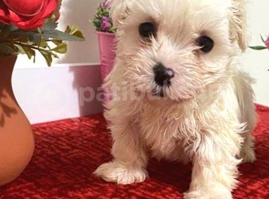 Sevimli Maltese Bebeklerimiz görsel