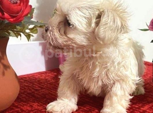 Sevimli Maltese Bebeklerimiz
