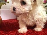 Sevimli Maltese Bebeklerimiz