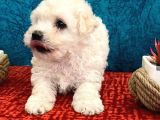 Efsane Maltipoo Bebeklerimiz