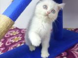 Mi̇nnaklar Sahi̇plendi̇ri̇meye Hazirdir
