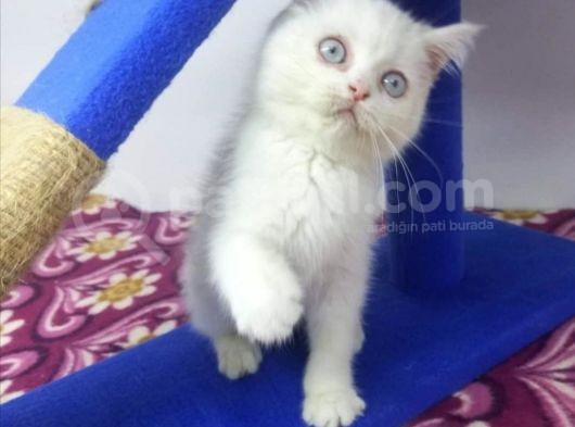 Mi̇nnaklar Sahi̇plendi̇ri̇meye Hazirdir görsel