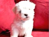 MALTESSE TERRİER  