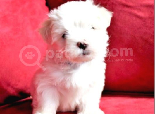 Maltesse Terri̇er  