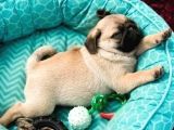 Pugmops 55 - 65 Günlük Erkek - Dişi Yavrular