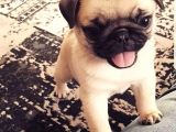 Pugmops 55 - 65 Günlük Erkek - Dişi Yavrular
