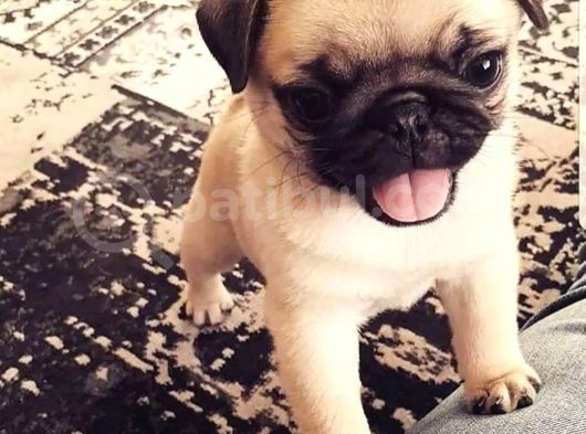 Pugmops 55 - 65 Günlük Erkek - Dişi Yavrular görsel