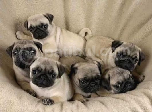 Pugmops 55 - 65 Günlük Erkek - Dişi Yavrular