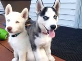 Renk Ve Anatomi Güzeli Sibirya Kurdu Husky Yavrular