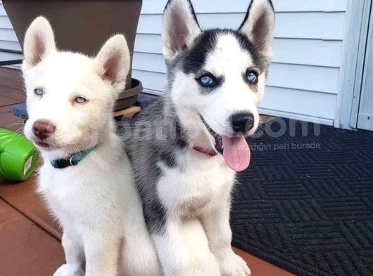 Renk Ve Anatomi Güzeli Sibirya Kurdu Husky Yavrular görsel