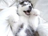 Renk Ve Anatomi Güzeli Sibirya Kurdu Husky Yavrular