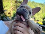 Irkın Doruklarında Eşsiz Kalite French Bulldog Yavruları