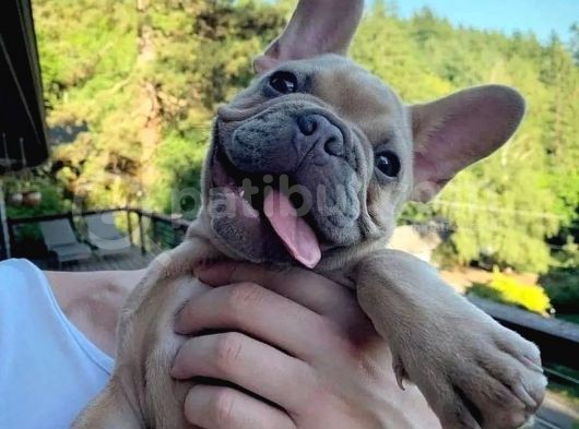 Irkın Doruklarında Eşsiz Kalite French Bulldog Yavruları görsel