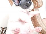 Irkın Doruklarında Eşsiz Kalite French Bulldog Yavruları