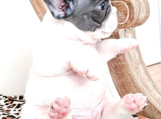 Irkın Doruklarında Eşsiz Kalite French Bulldog Yavruları görsel