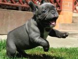 Irkın Doruklarında Eşsiz Kalite French Bulldog Yavruları